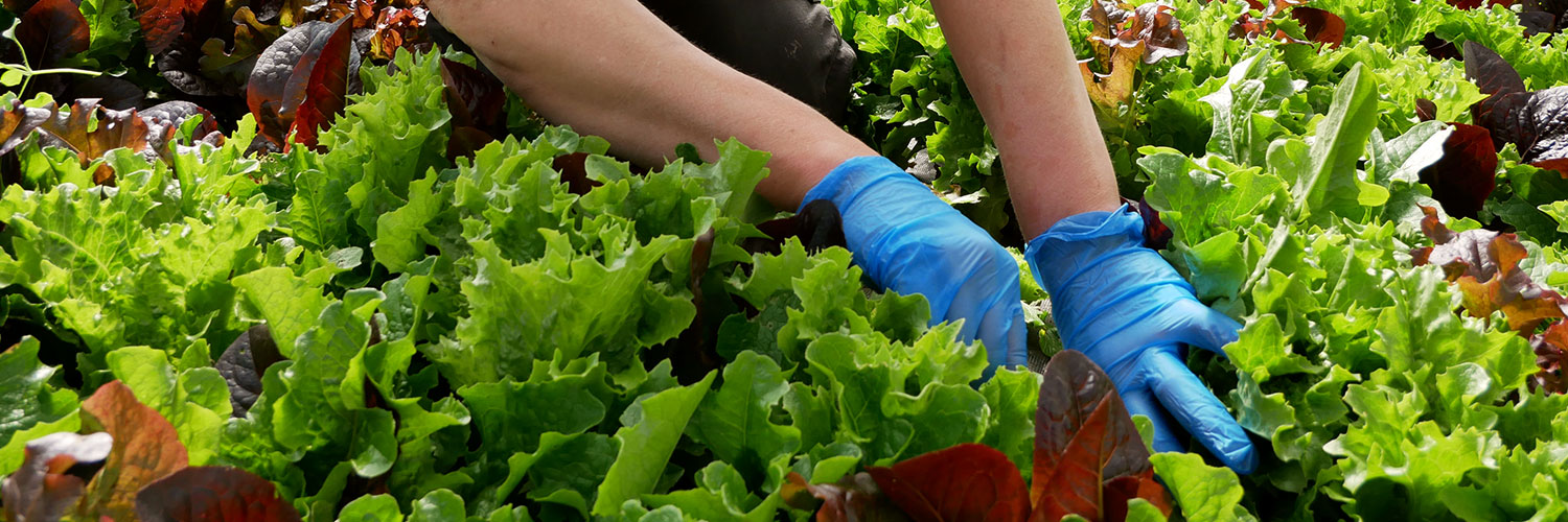 McNallys Family Farm